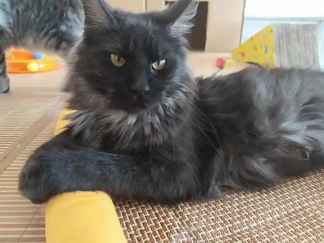 银虎斑缅因猫找家长啦