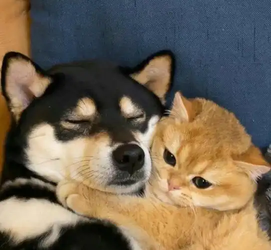 猫猫狗狗贴贴#情人节头像