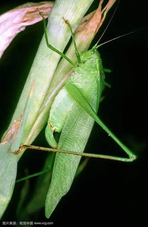 纺织娘是什么纺织娘是什么动物