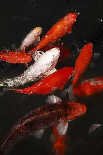 关于锦鲤的新年祝福语2021「经典」 _力贝号