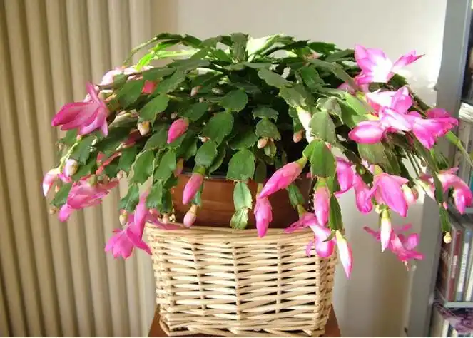 求嫁接蟹爪兰的各种技术