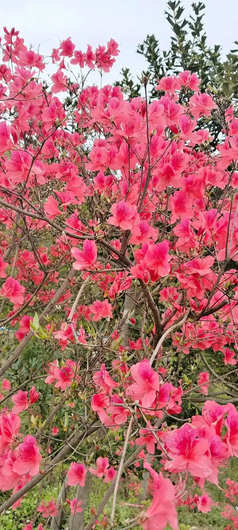 满山遍野的映山红太美了,你确定不要来看看?90 - 抖音