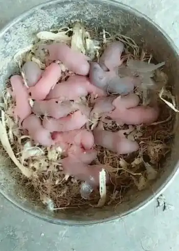 一道名菜,三吱儿,什么地方的名菜