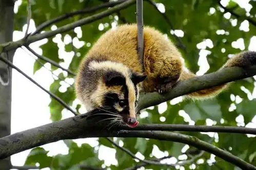 果子狸(图片源于网络)