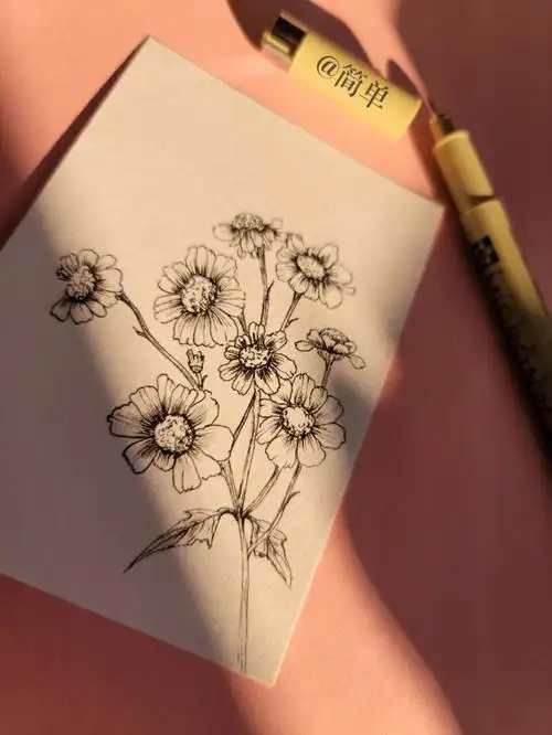 小雏菊针管笔手绘