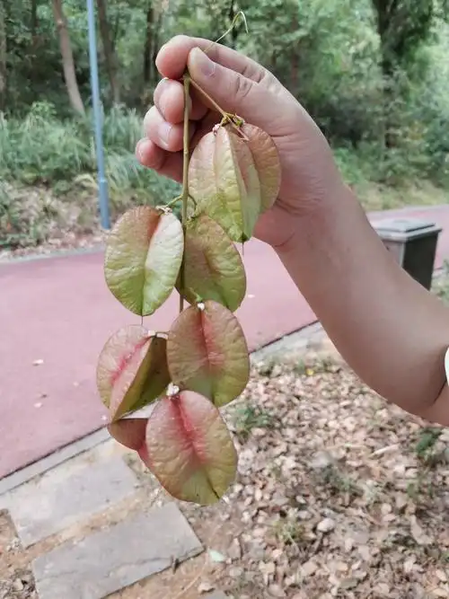 榆钱果实 - 格微 - 图虫