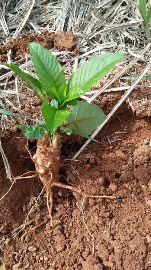 [商陆批发] 商陆价格10元/斤 - 惠农网