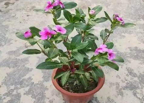 四季梅移盆后要浇水吗