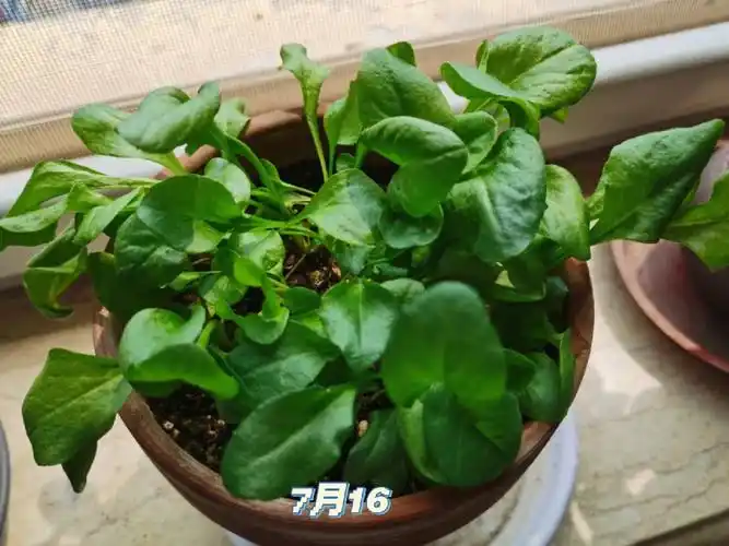 雏菊的艰难成长