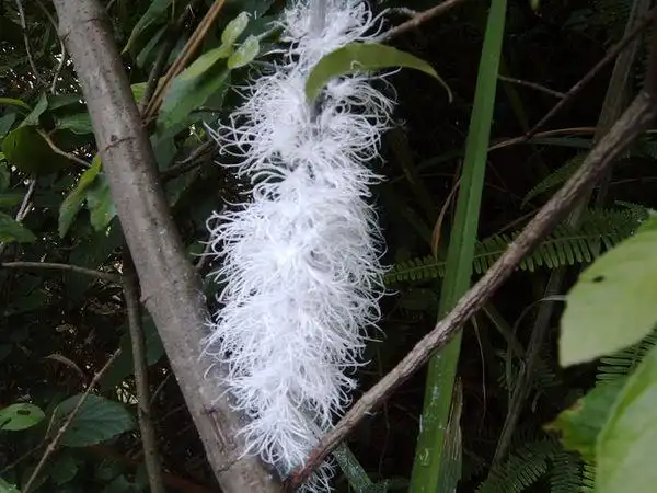 请问广西北海市树上有一种白色的虫子俗名叫白鸡,学名是什么?_百度知