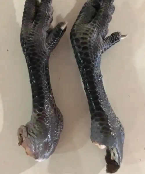 批发冷冻乌鸡爪 黑鸡爪 价格优惠 是你的