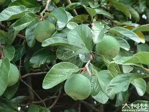 野生中草药鲜品全草 薜荔藤 乒乓抛藤 凉粉子 木莲凉粉果29元/1斤