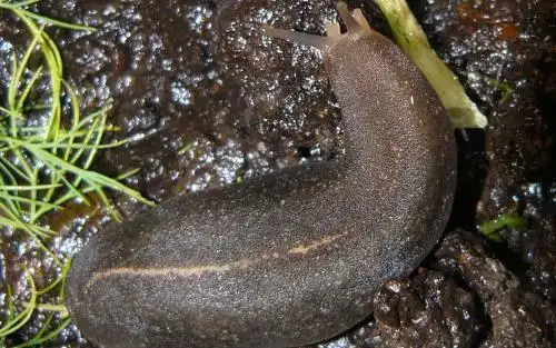 展开全部 蛞蝓 俗称  鼻涕虫 也叫无壳蜗牛