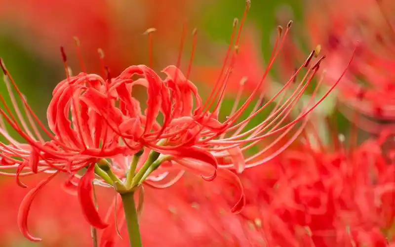 曼珠沙华唯美花卉图片桌面壁纸