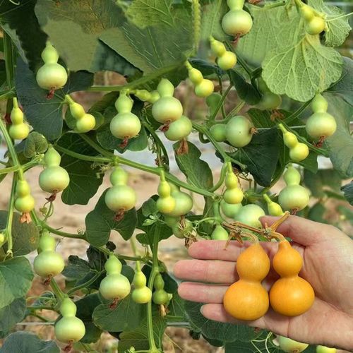 特小手捻葫芦种子盆栽阳台庭院种植大中号文玩微型葫芦苗籽可食用