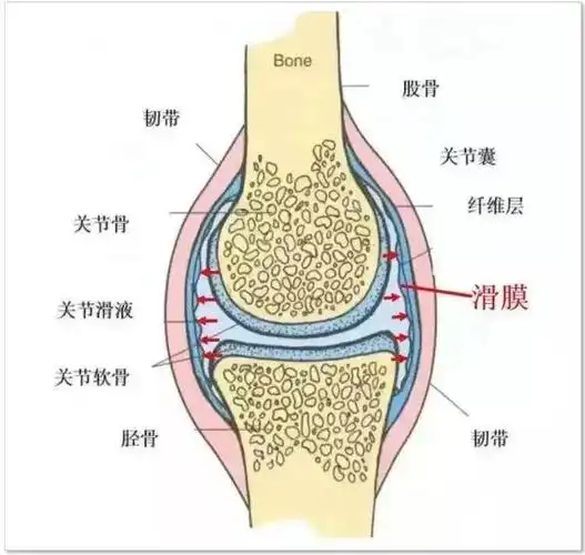 这是来自某度关于滑膜的定义:滑膜是关节囊的内层,淡红色,平滑闪光,薄