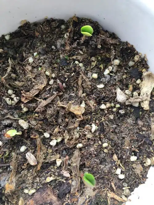 我的苹果种子成长记