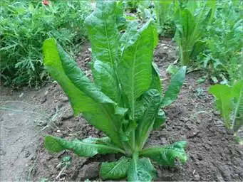 菊苣的功效与作用及食用方法7大功效介绍