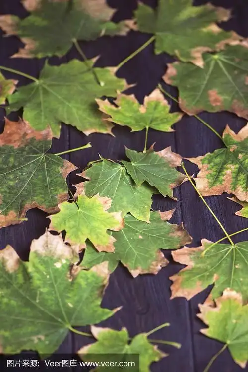 背景是秋天的树叶上深色的木头