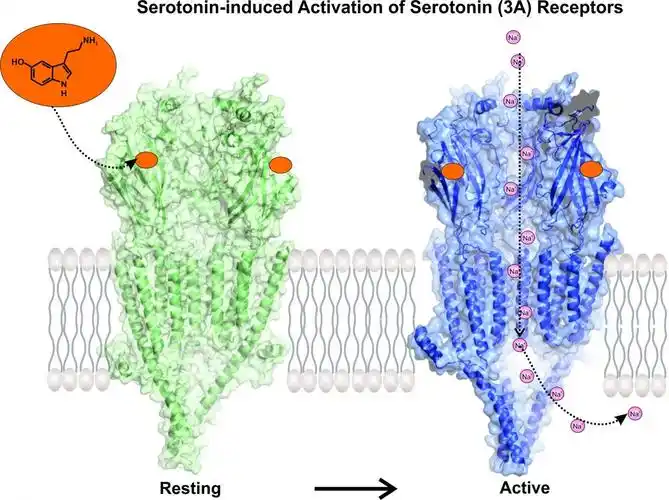 image captured of serotonin activating its receptor