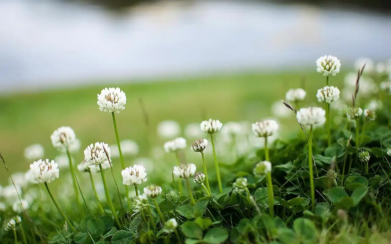 路边小花清新护眼高清电脑壁纸