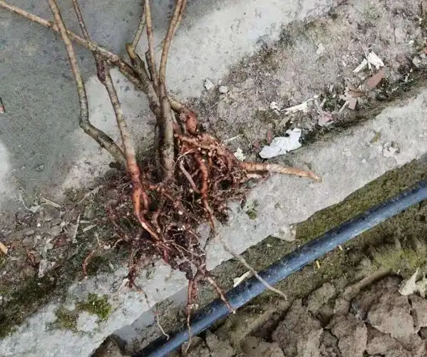 这两颗杨梅根有根瘤吗这个根系正常不