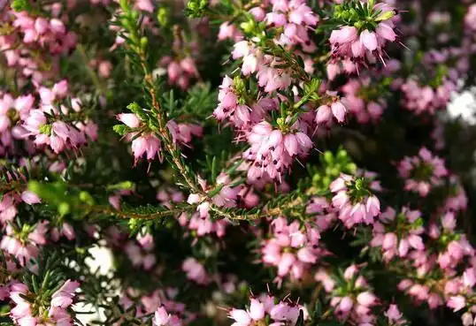 欧石楠的花语是什么,欧石楠的传说故事/孤独,幸福的爱情