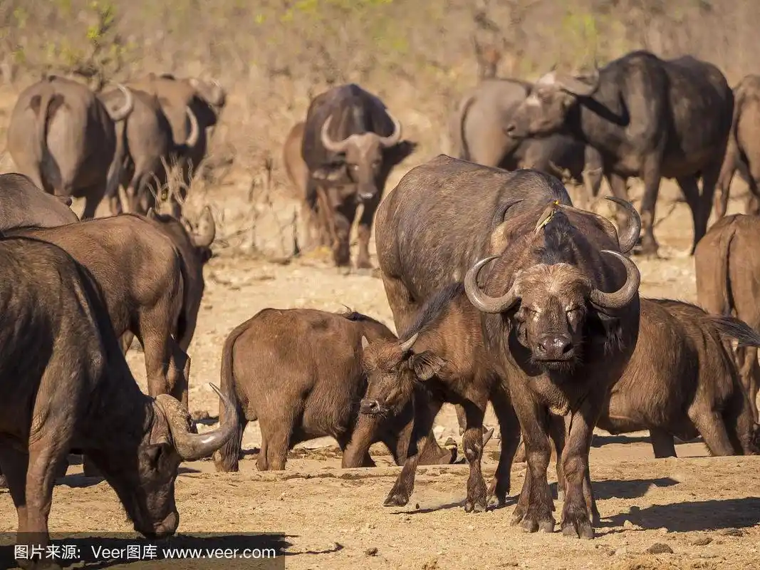 一群水牛