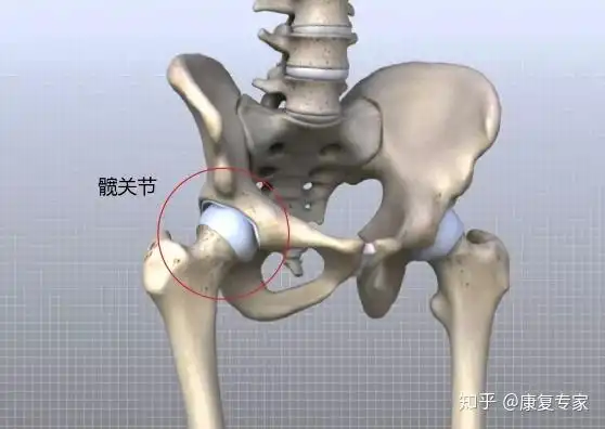 大腿根老是无缘无故的啪啪响原来是弹响髋惹的祸