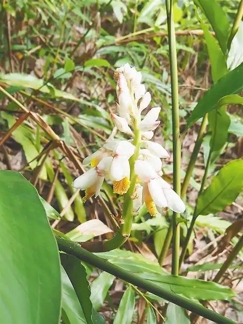 多姿多彩海南姜