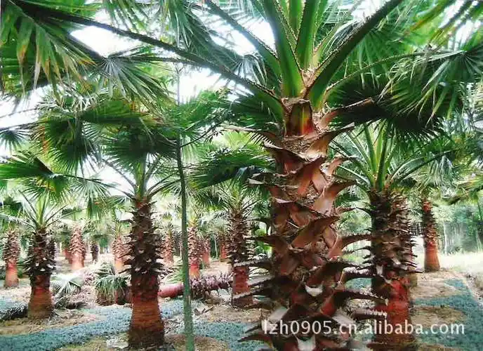 风景树,老人葵干枯的叶子下垂覆盖于茎干似裙子,有人称之为"穿裙子树"