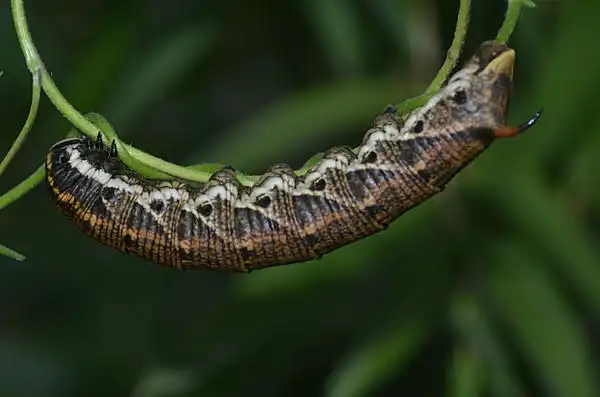 令人恐怖的天蛾科幼虫