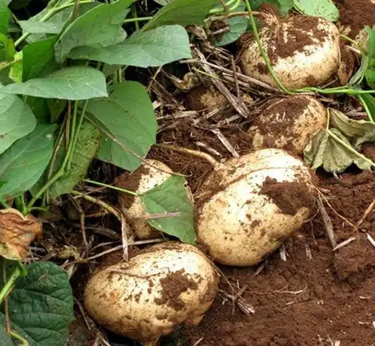 这种蔬菜一个能长2斤多沾土即活不易生病害产量高