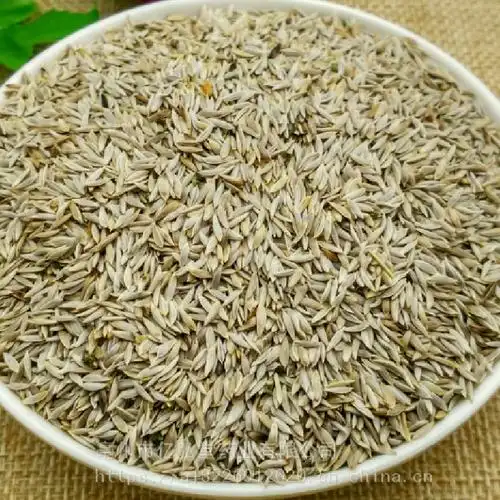 中药材莴苣子功效作用苣蕂子白苣子生菜子白巨胜子白苣胜子