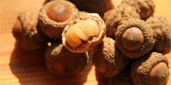 什么中药泡水喝能提高性功能泡水喝什么补肾壮阳最好