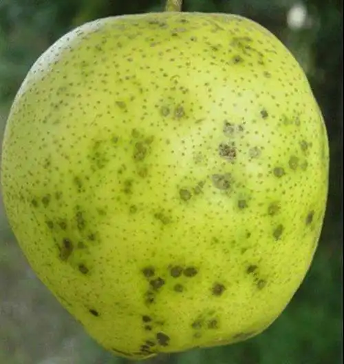 农极客科普:梨树常见的几种病害以及防治办法,收藏备用_农极客