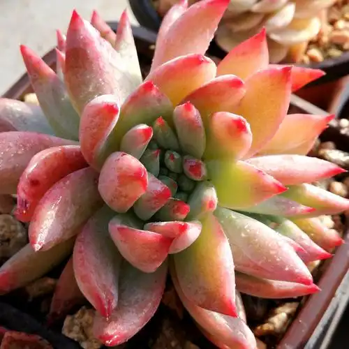 9月28日1-10号迎多一物一拍直播专拍链接韩国多肉植物