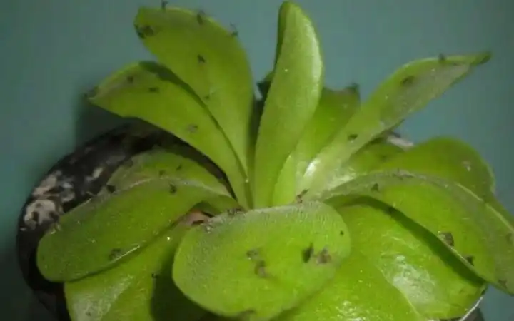 【花卉】小黑飞学名叫尖眼蕈蚊,他的成虫是黑色的带翅膀的小虫子,体型