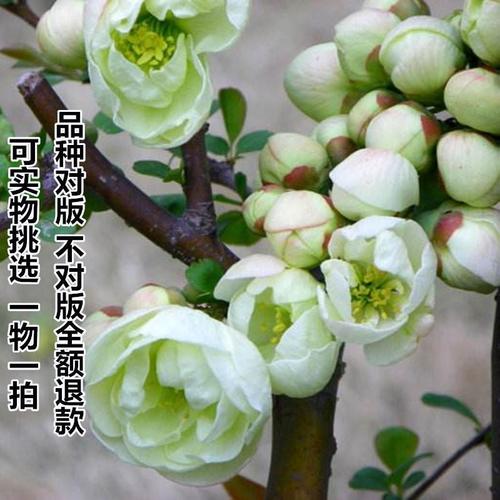 花卉绿宝石绿色海棠海棠花花苗盆栽盆景室内客厅时令草本花卉