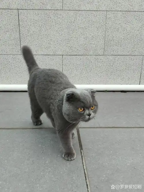 这只英国短毛猫简直是萌化了我的心!