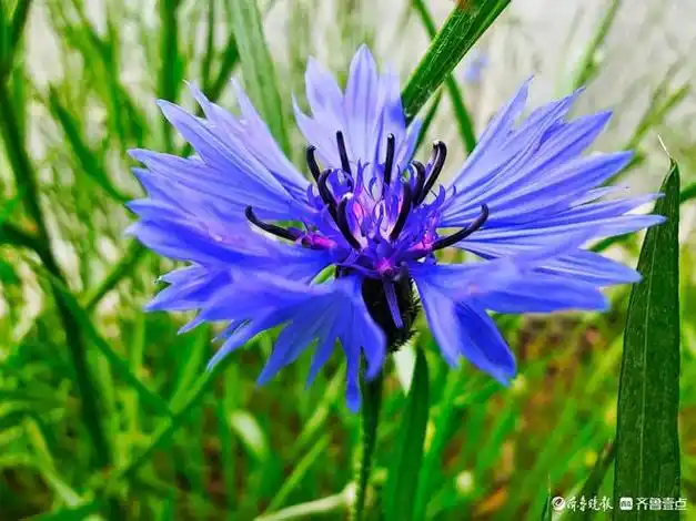 紫矢车菊高贵而神秘