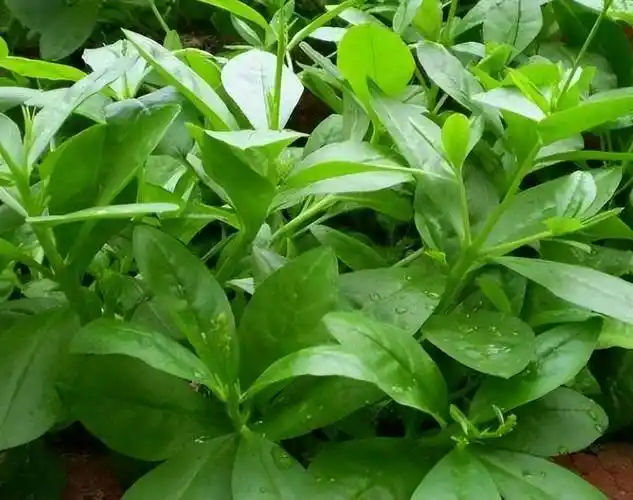 农村这种野草,被称作"土人参",如今卖到15元一斤,很受欢迎!