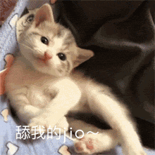 猫咪舔我的脚斗图可爱猫咪可爱抬脚gif动图_动态图_表情包下载_soogif