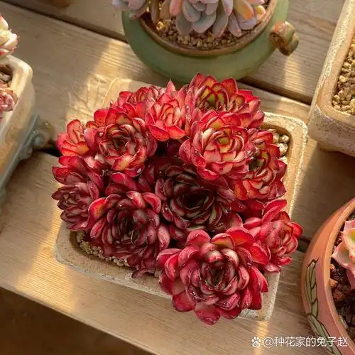 每日多肉分享 1.肉酱玫瑰