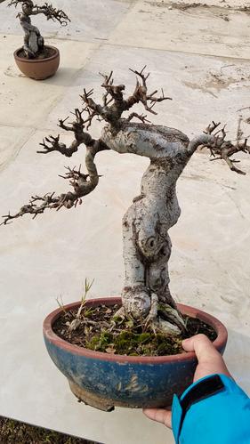 日式精品小叶红芽榔榆盆景龙爪式造型茶台精品寒枝提根矮霸老桩