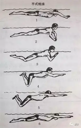 【技能提高】平式蛙泳与波浪式蛙泳的五大区别