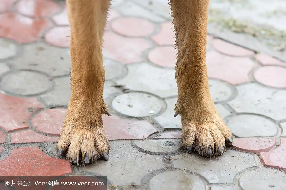 德国牧羊犬爪子