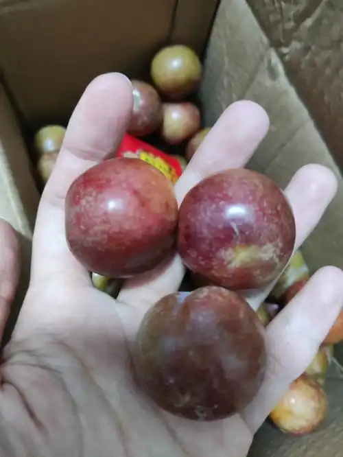 怀着激动的心情终于等来了12斤李子