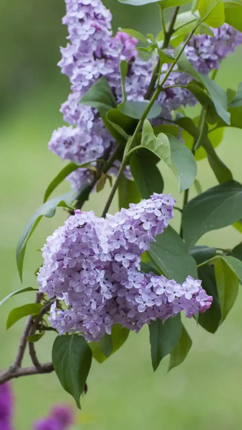 丁香(木犀科丁香属植物)