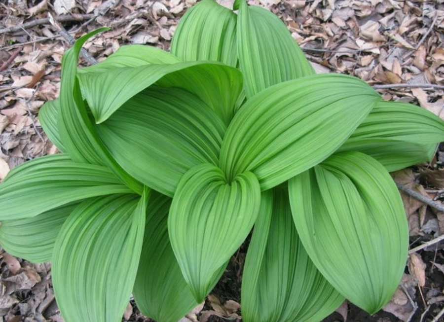 农村植物"山葱",根茎药用价值高,若您遇见了,请别轻视或除掉
